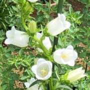 ヒメ日記 2025/02/11 21:12 投稿 蓮見れいか こあくまな熟女たち豊橋店（KOAKUMAグループ）