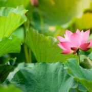 ヒメ日記 2025/04/01 08:49 投稿 蓮見れいか こあくまな熟女たち豊橋店（KOAKUMAグループ）