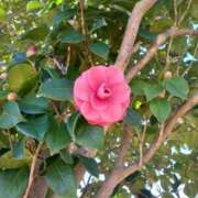 ヒメ日記 2026/03/19 08:21 投稿 蓮見れいか こあくまな熟女たち豊橋店（KOAKUMAグループ）