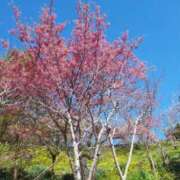 蓮見れいか １４日　Ｋ様　Love letter こあくまな熟女たち豊橋店（KOAKUMAグループ）