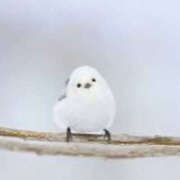 ヒメ日記 2025/02/01 02:09 投稿 こゆき ハピネス札幌