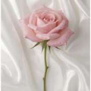 ヒメ日記 2026/03/02 17:25 投稿 りょう 奥鉄オクテツ東京店（デリヘル市場）