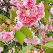 ヒメ日記 2026/04/21 12:20 投稿 りょう 奥鉄オクテツ東京店（デリヘル市場）