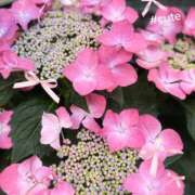 ヒメ日記 2026/05/18 14:25 投稿 りょう 奥鉄オクテツ東京店（デリヘル市場）