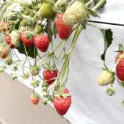 ヒメ日記 2025/03/23 13:21 投稿 ののか 素人オナクラ美少女