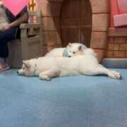 ヒメ日記 2025/10/30 00:32 投稿 ノノカ 千葉美女革命