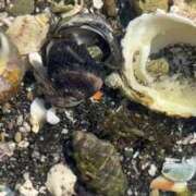 ヒメ日記 2025/04/29 16:25 投稿 るい S級しろうと娘