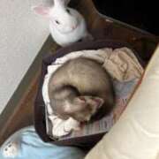 ヒメ日記 2025/01/27 14:31 投稿 なぎ 池袋人妻城