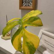 ヒメ日記 2025/04/22 09:39 投稿 みさ 性腺熟女100％（デリヘル市場）