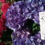 ヒメ日記 2025/06/20 09:53 投稿 なな 逢って30秒で即尺