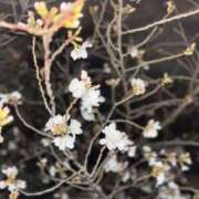 ヒメ日記 2025/03/28 10:38 投稿 桃寧 久留米デリヘルセンター