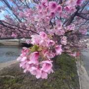 ヒメ日記 2026/03/23 16:26 投稿 桃寧 久留米デリヘルセンター