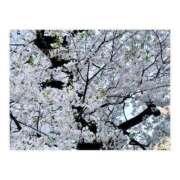 ヒメ日記 2025/03/24 19:36 投稿 ひまわり 渋谷☆にゃんだ☆Full