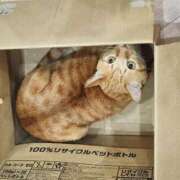 ヒメ日記 2025/03/06 02:37 投稿 星宮りん 奴隷志願！変態調教飼育クラブ本店