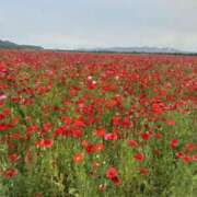 ヒメ日記 2025/05/11 11:12 投稿 みーも スピードエコ難波店