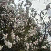 ヒメ日記 2026/03/31 23:42 投稿 みーも スピードエコ難波店