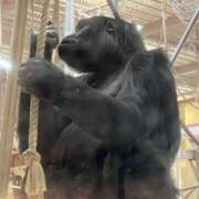 ヒメ日記 2025/01/31 22:16 投稿 ちぃ 大高・大府市・東海市ちゃんこ