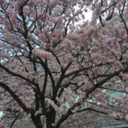 ヒメ日記 2025/03/01 08:47 投稿 めいな 奥鉄オクテツ神奈川店（デリヘル市場グループ）