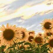 ヒメ日記 2025/06/23 12:55 投稿 めいな 奥鉄オクテツ神奈川店（デリヘル市場グループ）