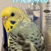 ヒメ日記 2025/11/28 11:49 投稿 白間あず 池袋パラダイス