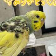 ヒメ日記 2025/11/28 11:50 投稿 白間あず 池袋パラダイス