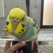 白間あず 急遽🈳でた😭 池袋パラダイス