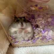 ヒメ日記 2025/12/23 23:30 投稿 さらん One More奥様　横浜関内店