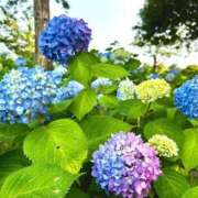 ヒメ日記 2025/06/26 21:52 投稿 天野ひなた-HINATA- Casual Rich 5（カジュアルリッチファイブ）