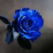 ヒメ日記 2026/01/24 15:50 投稿 田村えり 大阪ぽっちゃり妻 谷九店