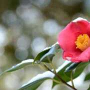 ヒメ日記 2026/02/04 18:47 投稿 田村えり 大阪ぽっちゃり妻 谷九店