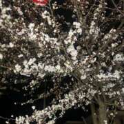 ヒメ日記 2025/04/01 22:22 投稿 ゆうな if(イフ) 中村店