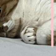 ヒメ日記 2025/06/16 12:37 投稿 のあ 白い巨乳