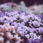 ヒメ日記 2025/03/12 01:38 投稿 鈴木蒼良 五十路マダム　和歌山店