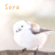 ヒメ日記 2025/03/18 02:20 投稿 鈴木蒼良 五十路マダム　和歌山店