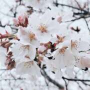 ヒメ日記 2025/03/26 01:32 投稿 鈴木蒼良 五十路マダム　和歌山店