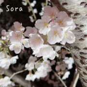 ヒメ日記 2025/04/09 02:02 投稿 鈴木蒼良 五十路マダム　和歌山店