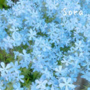 ヒメ日記 2025/04/27 09:18 投稿 鈴木蒼良 五十路マダム　和歌山店