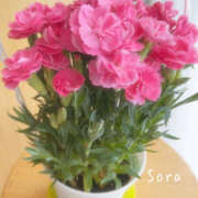 ヒメ日記 2025/05/14 17:16 投稿 鈴木蒼良 五十路マダム　和歌山店