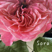 ヒメ日記 2025/05/20 22:56 投稿 鈴木蒼良 五十路マダム　和歌山店