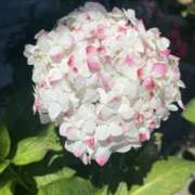 ヒメ日記 2025/06/08 01:02 投稿 鈴木蒼良 五十路マダム　和歌山店