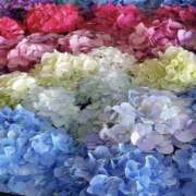 ヒメ日記 2025/06/08 01:08 投稿 鈴木蒼良 五十路マダム　和歌山店