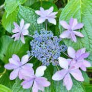 ヒメ日記 2025/07/04 21:38 投稿 鈴木蒼良 五十路マダム　和歌山店