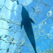 ヒメ日記 2025/07/06 05:46 投稿 鈴木蒼良 五十路マダム　和歌山店