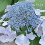 ヒメ日記 2025/07/06 21:46 投稿 鈴木蒼良 五十路マダム　和歌山店