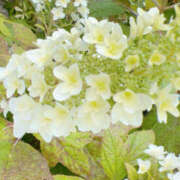 ヒメ日記 2025/07/09 18:36 投稿 鈴木蒼良 五十路マダム　和歌山店