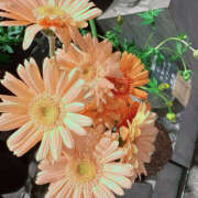 ヒメ日記 2025/06/11 08:35 投稿 かやの バイオレンス