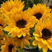 ヒメ日記 2025/06/11 17:45 投稿 かやの バイオレンス