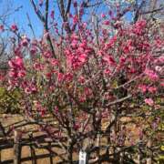 ヒメ日記 2025/03/04 12:48 投稿 知念（ちねん） 丸妻 錦糸町店