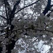 ヒメ日記 2025/03/31 17:29 投稿 しおり 千葉ミセスアロマ（ユメオト）