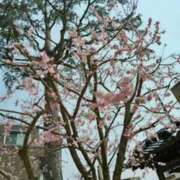 ヒメ日記 2025/03/31 18:51 投稿 新人きよみ 石巻 奥様食堂